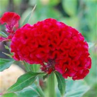 Chief Carmine Cut Flower Celosia