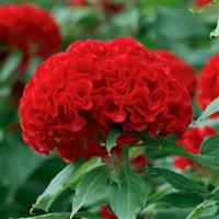 Chief Fire Cut Flower Celosia