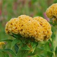 Chief Gold Cut Flower Celosia