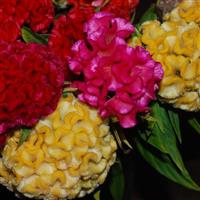 Chief Mix Cut Flower Celosia