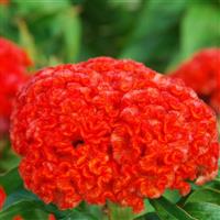 Chief Persimmon Cut Flower Celosia