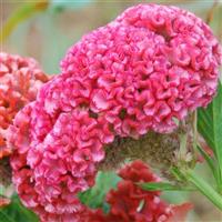 Chief Rose Cut Flower Celosia