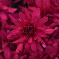 Grapeberry Neon Purple Garden Mum