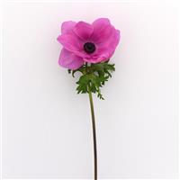 Mona Lisa<sup>®</sup> Orchid Shade Anemone