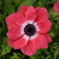 Mona Lisa<sup>®</sup> Pink Anemone