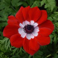 Mona Lisa<sup>®</sup> Scarlet Eye Anemone