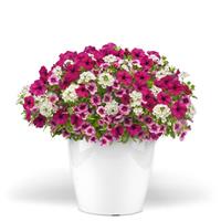 Rose Colored Glasses Trixi®