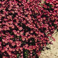 Saxifraga arendsii Purple Robe