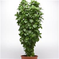 Everleaf Thai Towers Basil