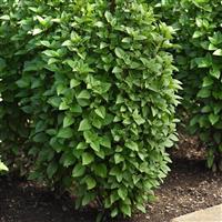 Everleaf Thai Towers Basil