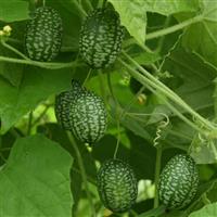 Mexican Sour Gherkin Cucumber