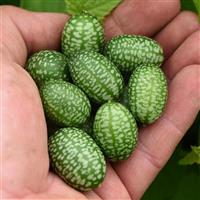 Mexican Sour Gherkin Cucumber