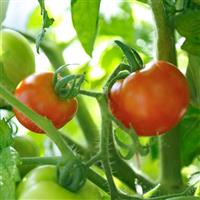 Patio Delight Tomato