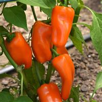 Mardi Gras Fun Orange Pepper