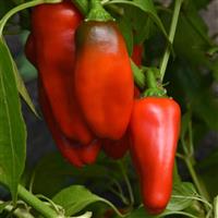 Mardi Gras Fun Red Pepper