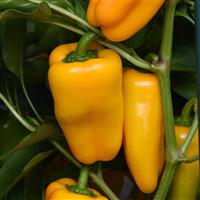 Mardi Gras Fun Yellow Pepper