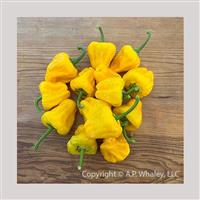 Scotch Bonnet Yellow Pepper