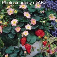 Berri Basket™ Pink Strawberry