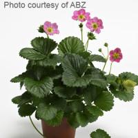 Berri Basket™ Hot Pink Strawberry