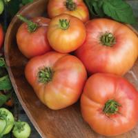Brandywine Pink Tomato