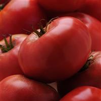 Brandywine Red Tomato