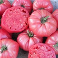 Brandywine Pink Potato Leaf Tomato