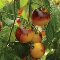 Indigo™ F1 Fireball Tomato