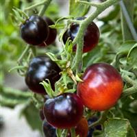 Indigo™ F1 Rose Tomato