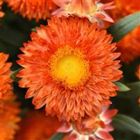 Mohave™ Orange Bracteantha