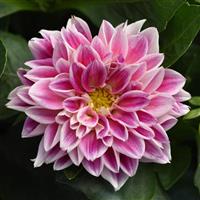 Dahlietta<sup>®</sup> Louise Dahlia