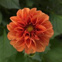 Dahlietta<sup>®</sup> Rachel Dahlia