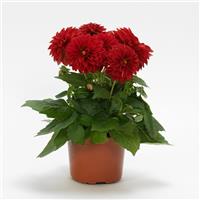 Dahlietta<sup>®</sup> Tessy Dahlia