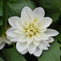 Dahlietta<sup>®</sup> Blanca 27 Dahlia