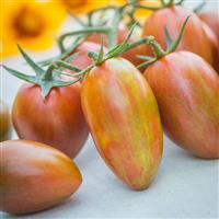 Shimmer Tomato