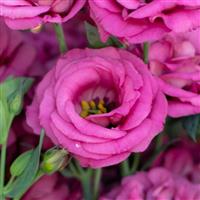 Rosita 2 Deep Rose Cut Flower Lisianthus