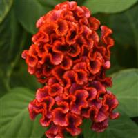 Neo™ Bright Orange Celosia