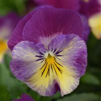 Cool Wave<sup>®</sup> Raspberry Swirl Spreading Pansy