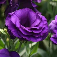 ABC™ 2 Purple Lisianthus
