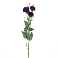ABC™ 2 Purple Lisianthus