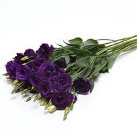 ABC™ 2 Purple Lisianthus
