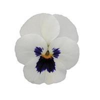 Sorbet<sup>®</sup> XP White Blotch Viola