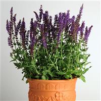 Salvia nemorosa Lyrical™ Blues