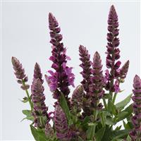 Salvia Sensation<sup>®</sup> Compact Bright Rose