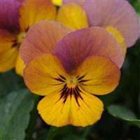 Viola Celestial™ Twilight