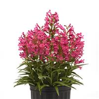 Penstemon barbatus Rock Candy<sup>®</sup> Pink