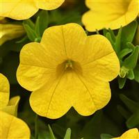 Cabaret<sup>®</sup> Yellow Calibrachoa