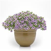 Cabaret<sup>®</sup> Lavender Kiss Calibrachoa