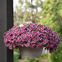 Bumble Bee™ Pink Calibrachoa
