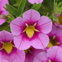 Bumble Bee™ Pink Calibrachoa