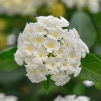 Landmark™ White Lantana
